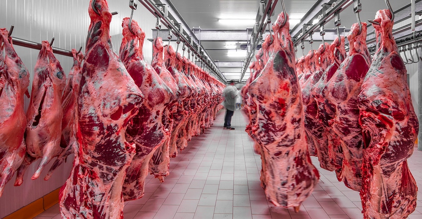 Slaughtered cattle halves hanging in cooler