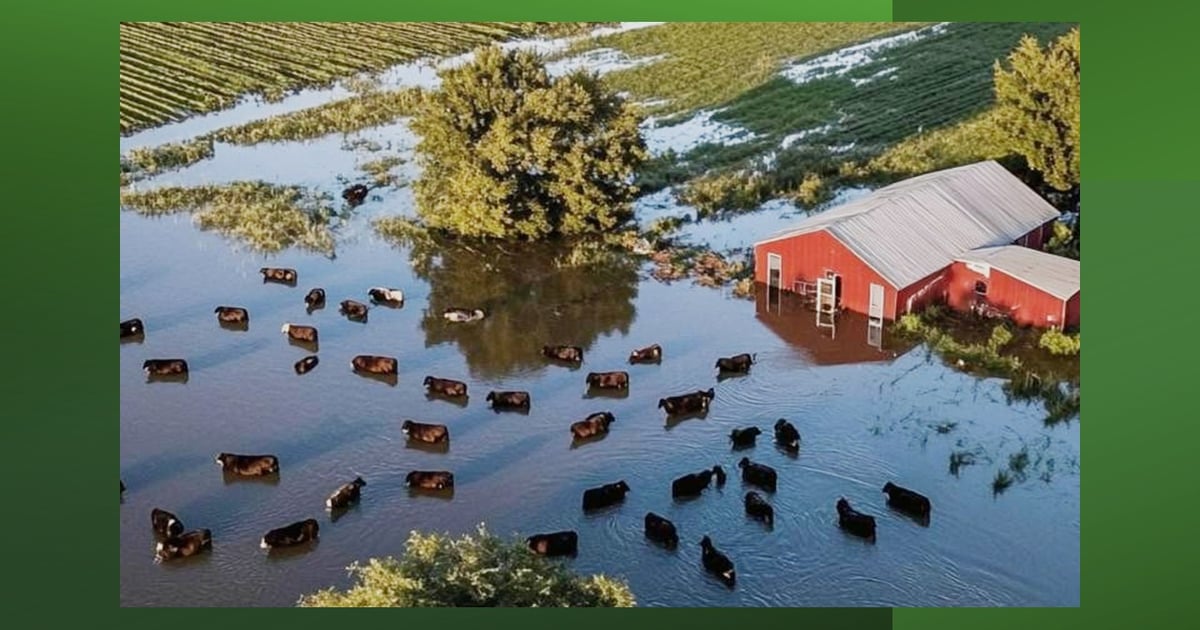 USDA issues final 2023 and 2024 livestock relief payments