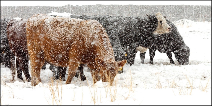 Critical cold considerations for cattle