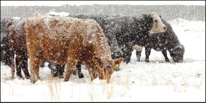 2-11-21 cattle in snow 2.jpg