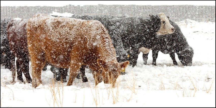 2-11-21 cattle in snow 2.jpg 2-11-21 cattle in snow 2.jpg