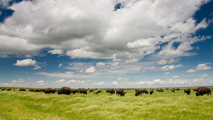 Walmart Foundation gives $9M to launch Great Plains Grassland Fund