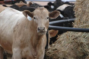 Heavyweight cattle persist but show glimmers of improvement