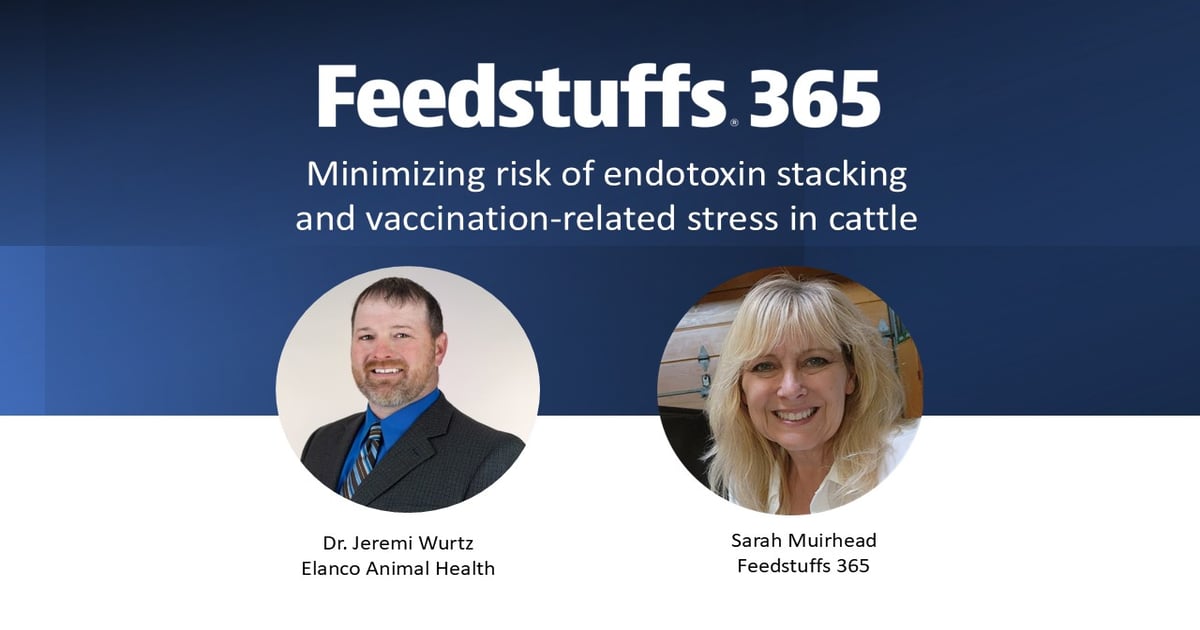 Minimizing risk of endotoxin stacking and vaccination-related stress in cattle