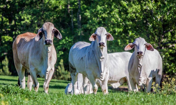 GALLERY: Ranchers share their love of the land and livestock