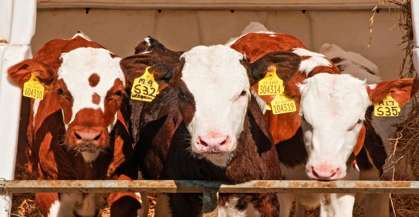 cattle identification GettyImages-1006777954.jpg