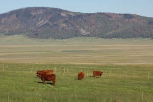 Why sustainable ranching means enhanced grazing management