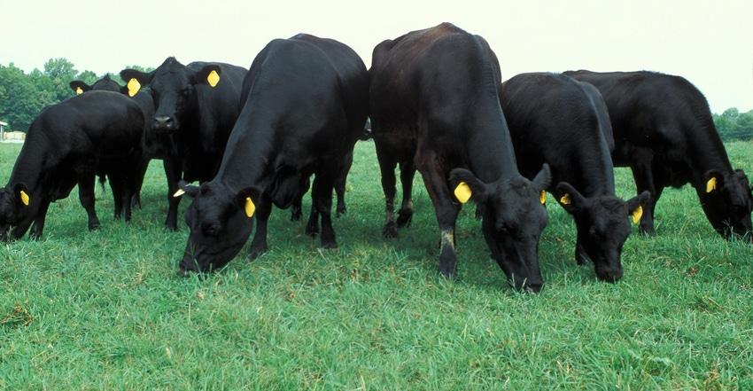 Early season pasture management