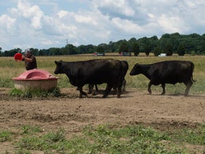 Purina Cows Liquid Feeder Summer Fescue Pasture