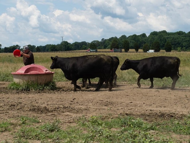Purina Cows Liquid Feeder Summer Fescue Pasture
