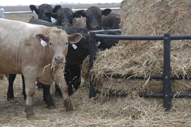 Feeder cattle prices continue to soften
