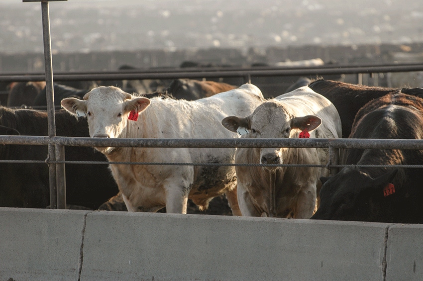 Is the cash fed cattle market still relevant? Is the cash fed cattle market still relevant?