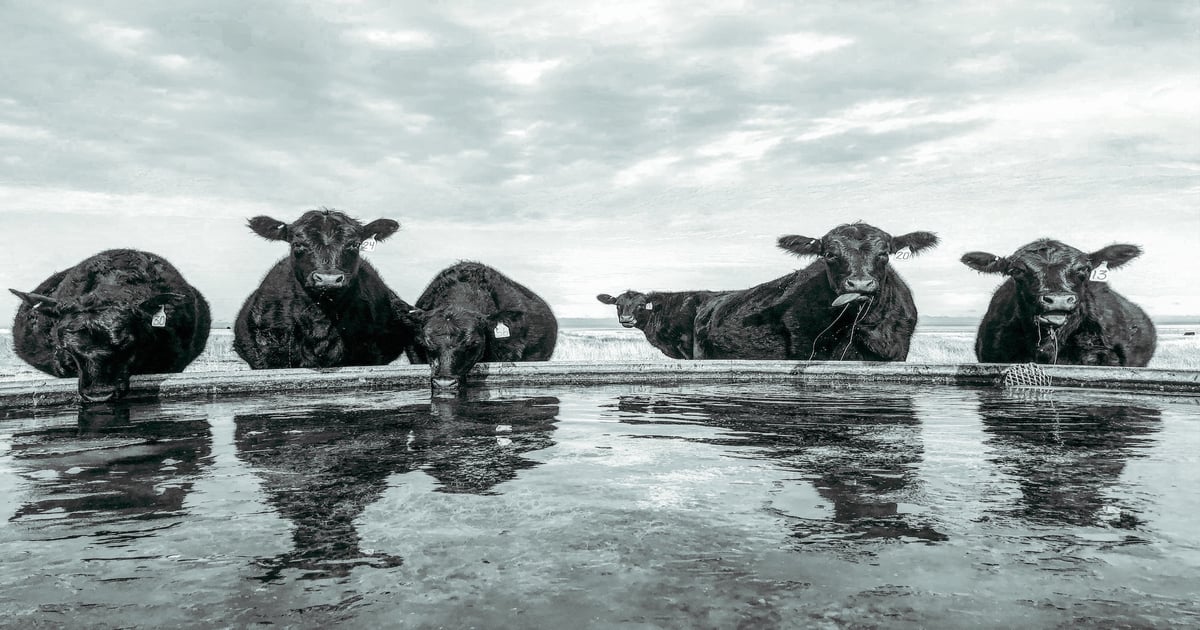 Top 4 “Peaceful Ranch Views” photos announced