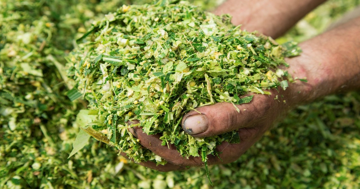 Three things to consider before buying corn silage this winter
