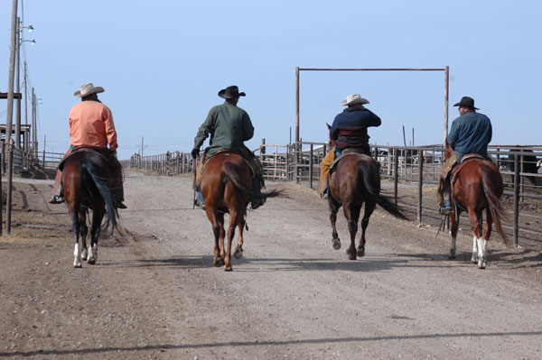 Cowboys riding a feedlot