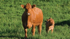 Protecting calves against scours