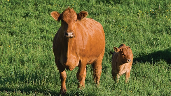 Protecting calves against scours