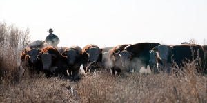 Winter Bull Management Is Important For Breeding