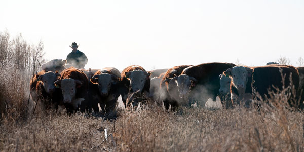 Winter Bull Management Is Important For Breeding Winter Bull Management Is Important For Breeding