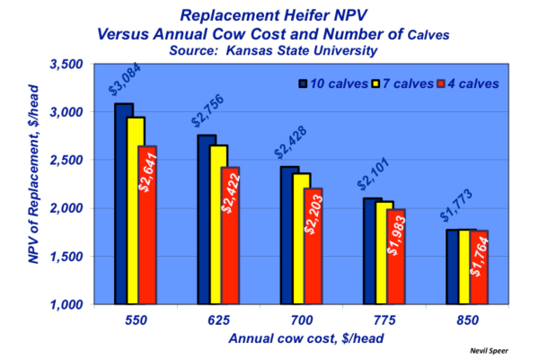 replacement heifer value