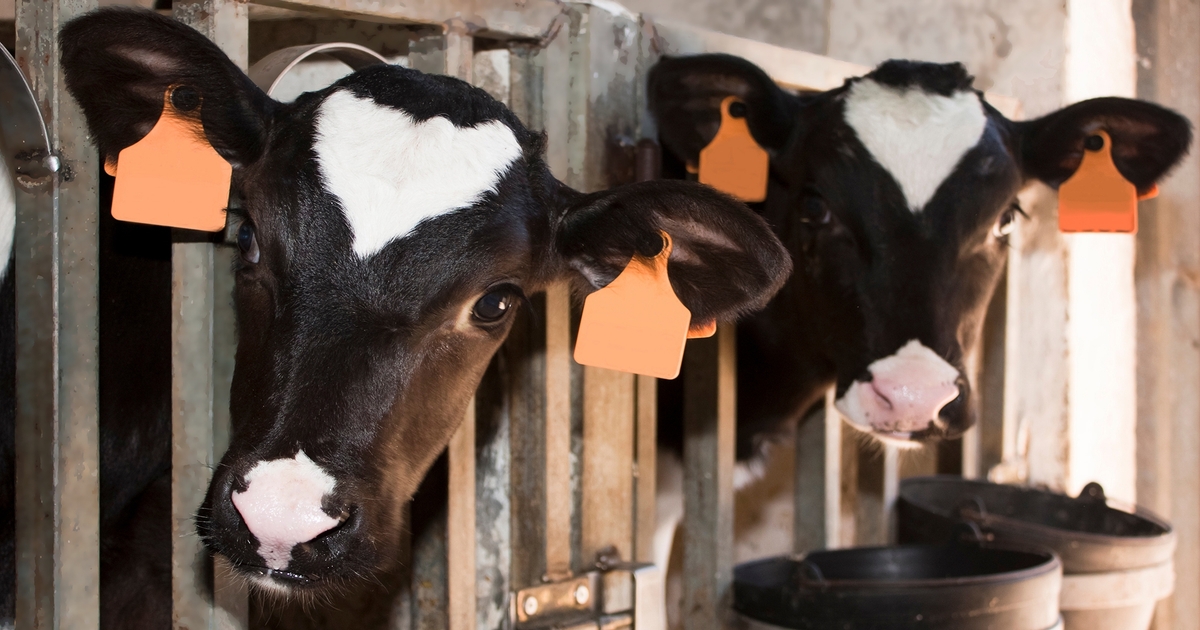 Study explores ability of swine flu to spread in cattle