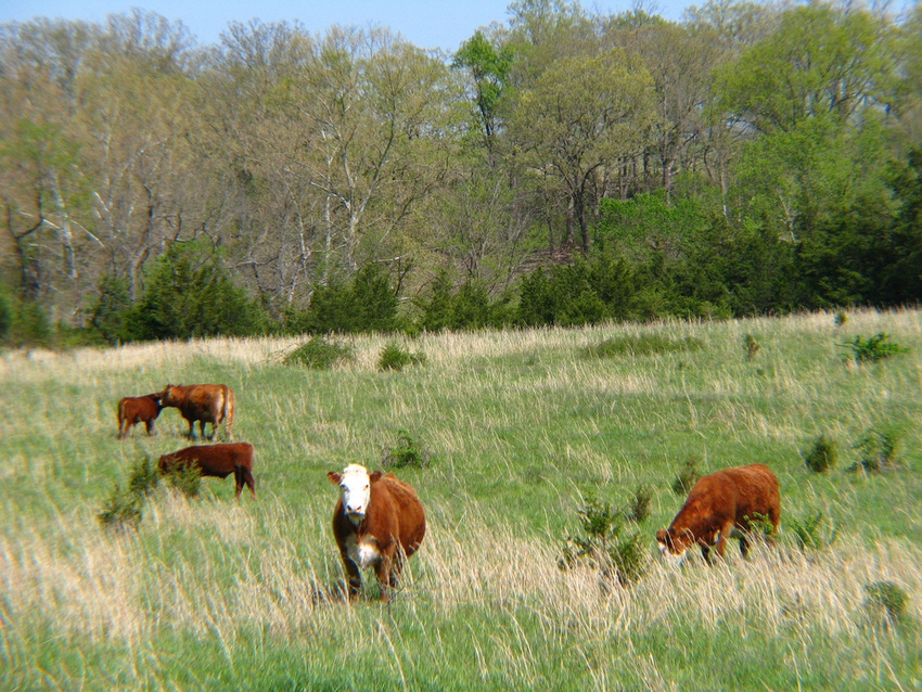 Grazing Series Part 1: 3 tips for spring hay & pasture management