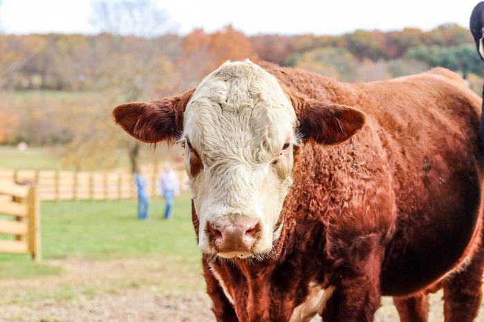 Cattle store