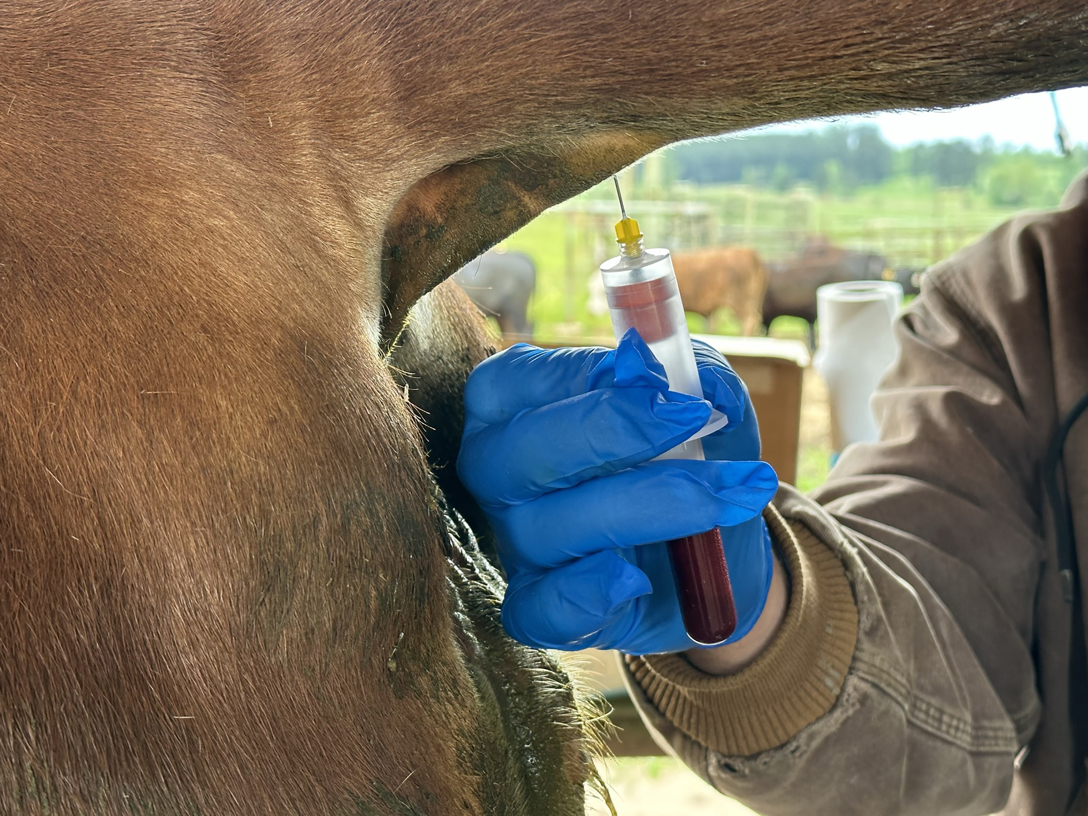Pregnancy determination in beef cattle