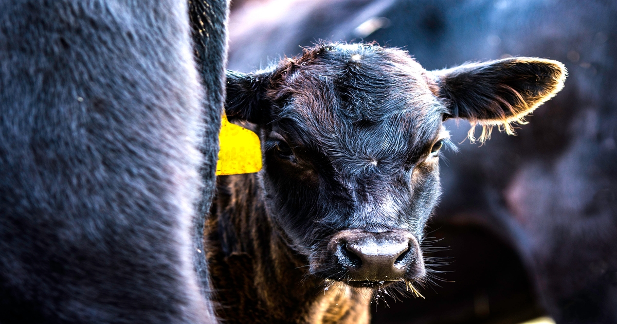 Vitamin A supplementation vital for drylot beef cow-calf pairs