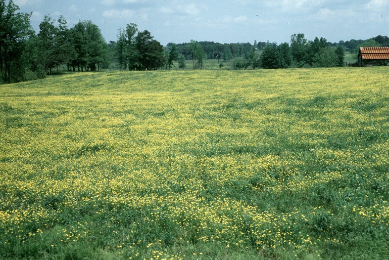 Field of buttercup weeds