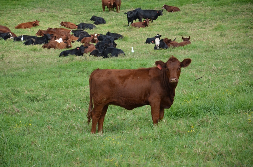 Drought in paradise? Ranching in Hawaii has its challenges Drought in paradise? Ranching in Hawaii has its challenges