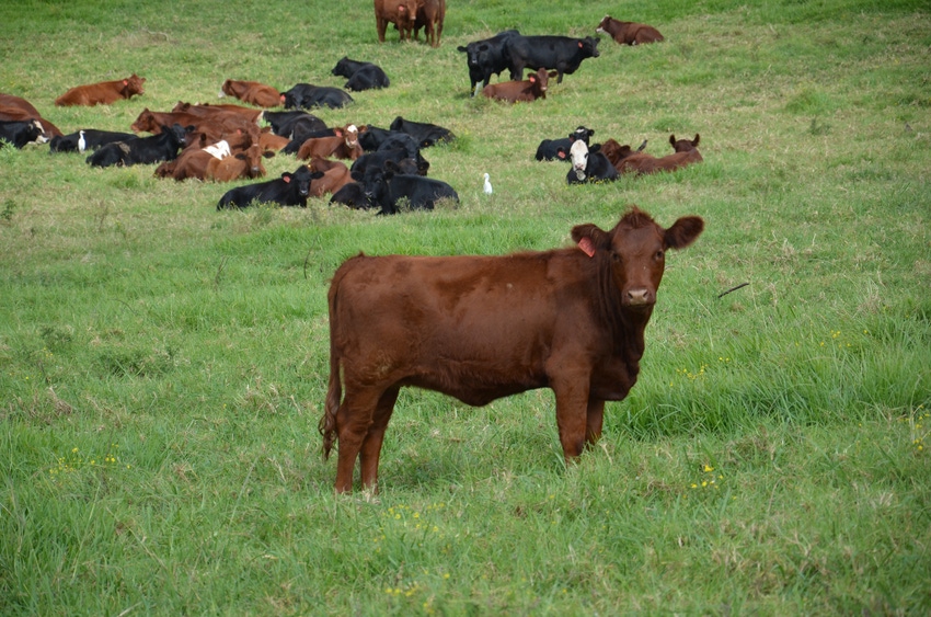 Drought in paradise? Ranching in Hawaii has its challenges