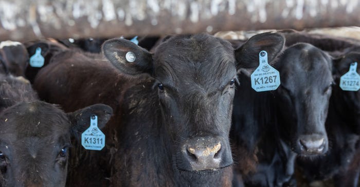 cattle with ear tags cattle with ear tags