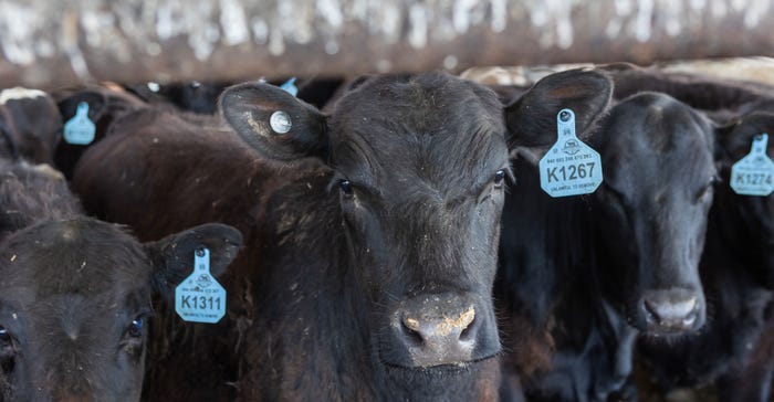 cattle with ear tags