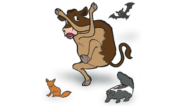 Be Aware Of Rabies' Warning Signs In Cattle