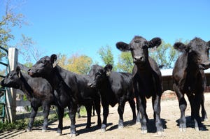 Cost Of Developing 2014 Heifer Calves Will Be Record High
