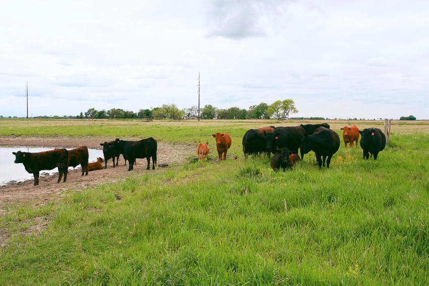 FYI, cattle didn’t cause those wildfires FYI, cattle didn’t cause those wildfires
