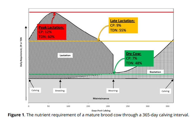 Nutritional considerations going into calving