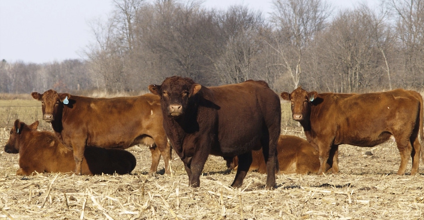 5 item checklist to prepare your cow herd for winter 5 item checklist to prepare your cow herd for winter