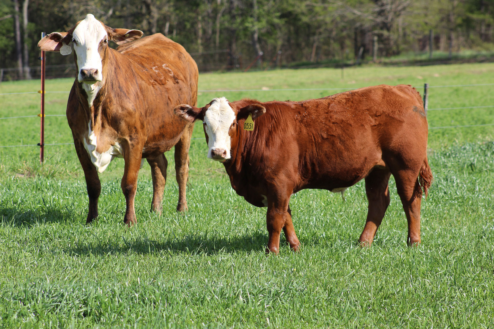 Making hay and feeding hay to our cattle - Clover Meadows Beef