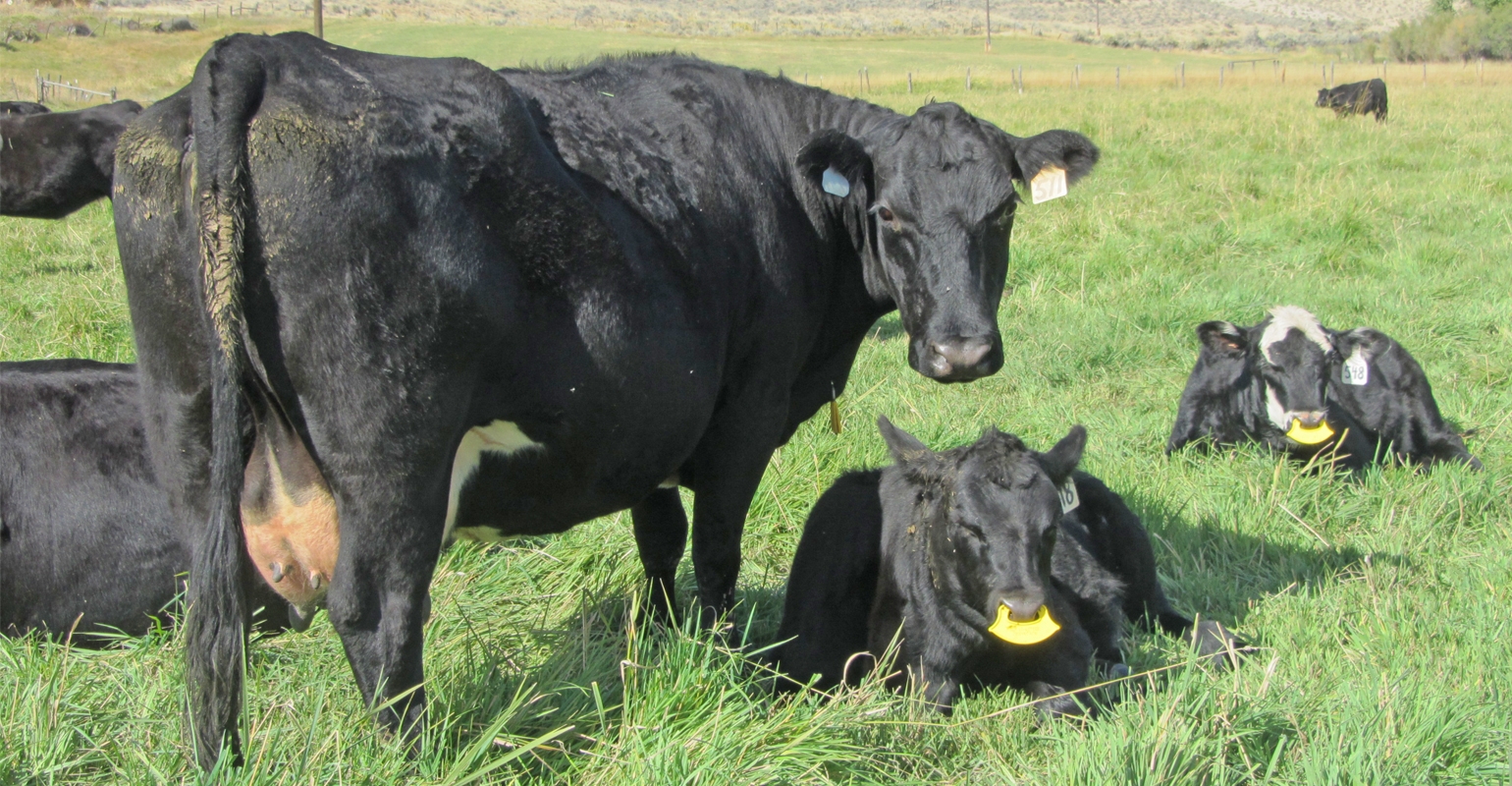 Weaning Basics Help Keep Calves Healthy