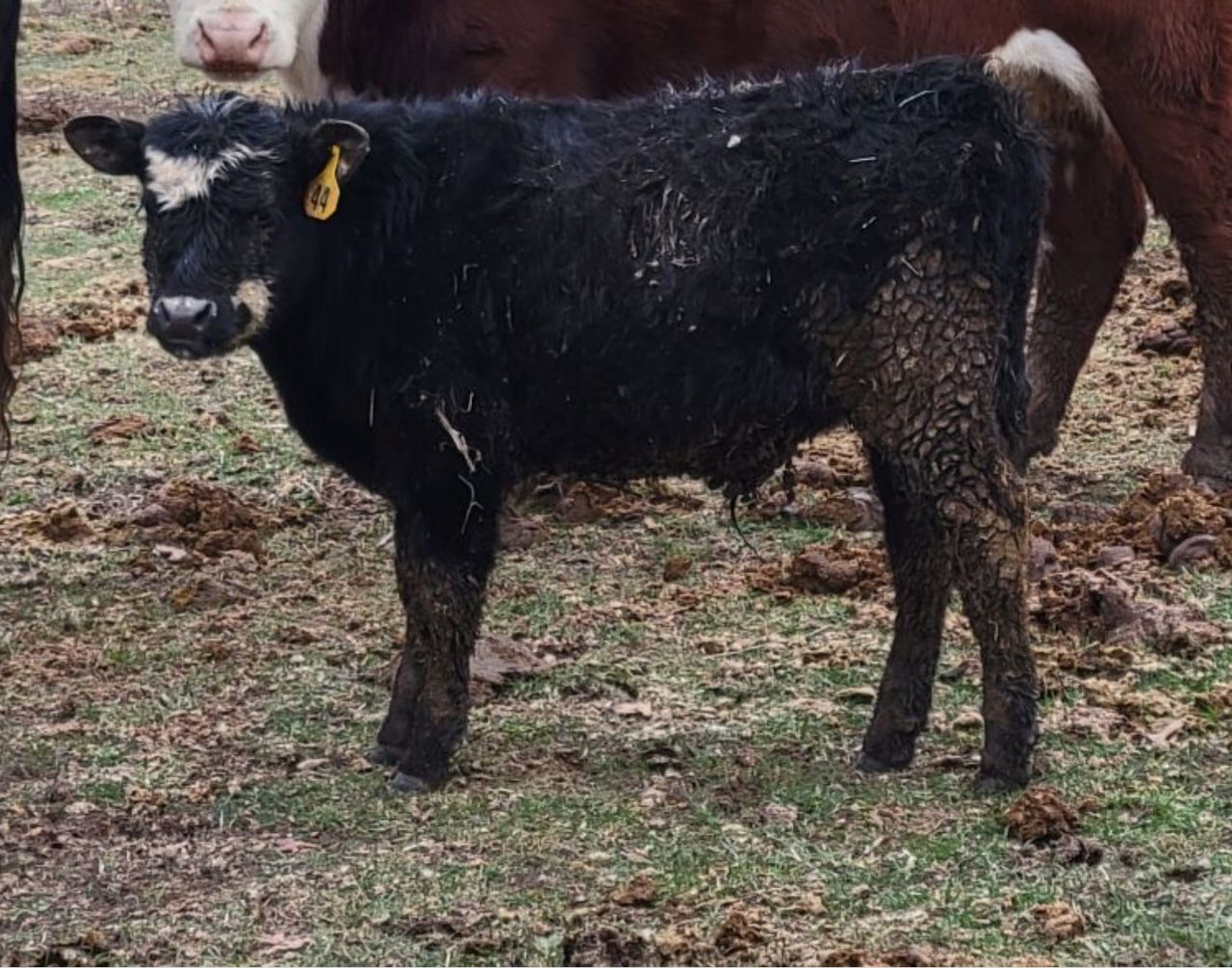 White muscle disease in cattle is caused by nutrient deficiency