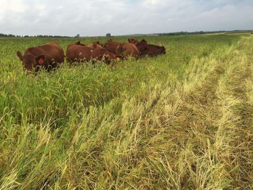South Dakota rancher uses cover crops, rotational grazing to extend grazing period