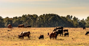 Cattle in field stricken by drought