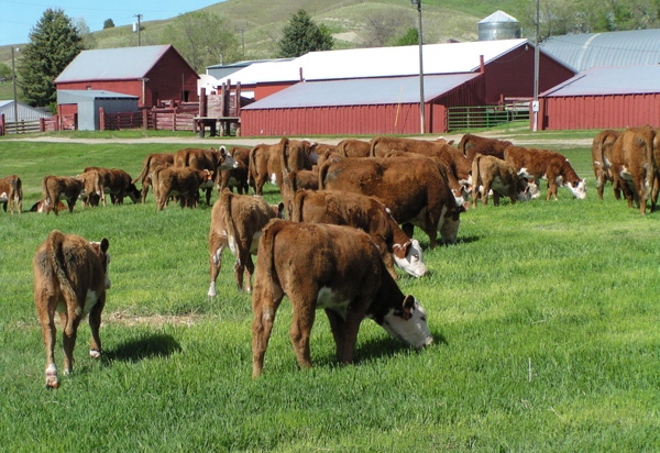 Burke Teichert: Are you a low-input, high-management rancher?