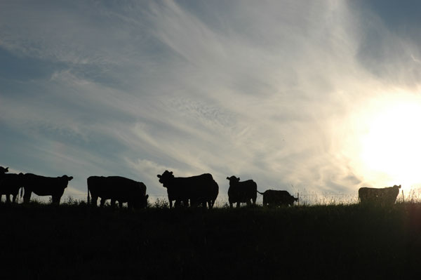 Cows on pasture