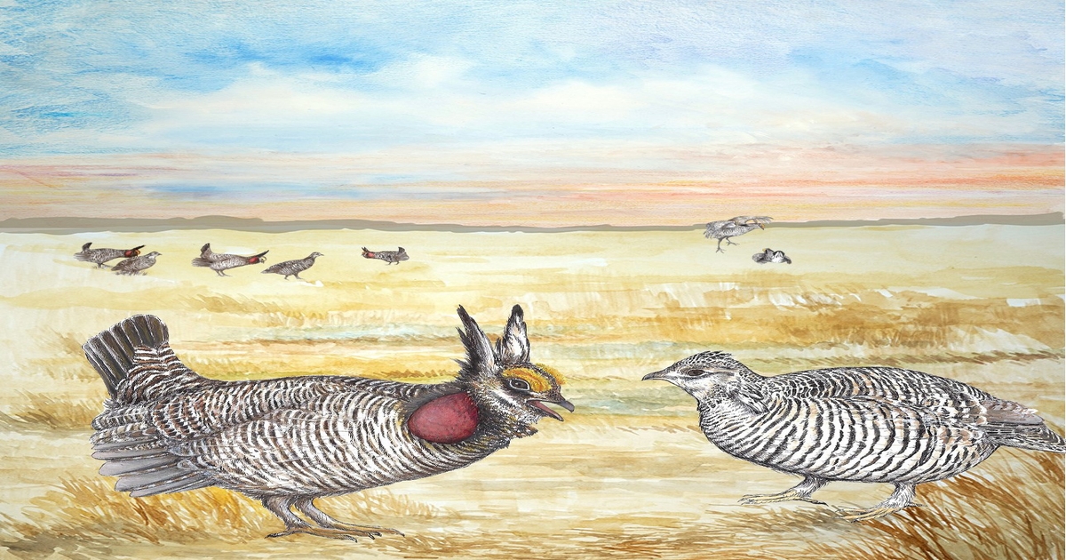 Analysis of prairie chickens casts doubt on species classifications