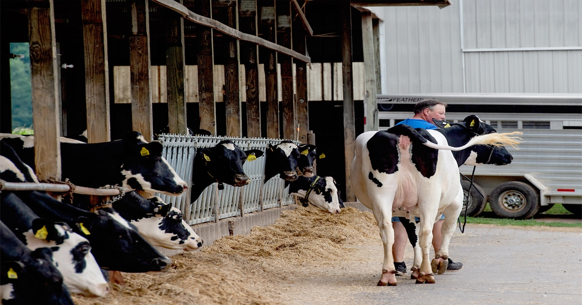 New online resource features tips for working with cattle and minimizing stress