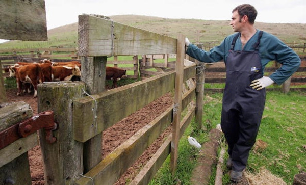 Antibiotic stewardship: A veterinarian’s perspective Antibiotic stewardship: A veterinarian’s perspective