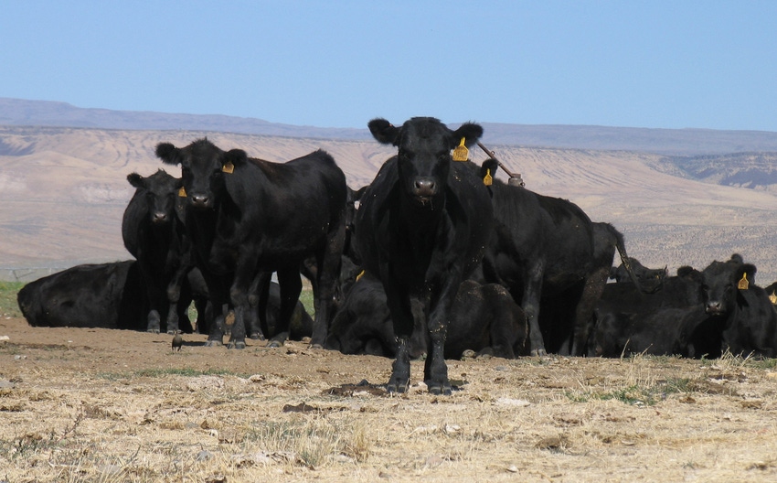 How to beat the average in the beef business